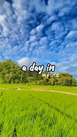 vlog sawah