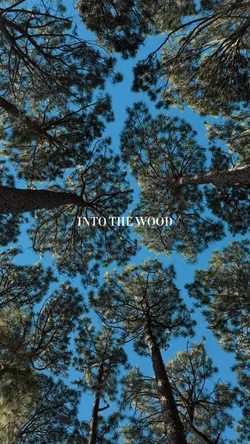 Into the woods