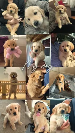 Dog bestfriend