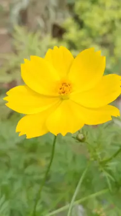 Flower inspiration