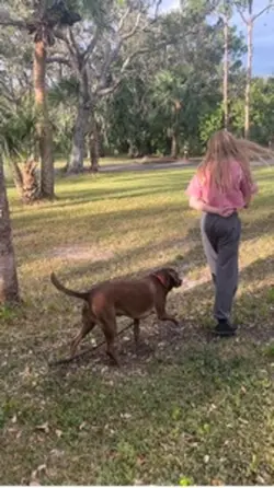 Reactive dog