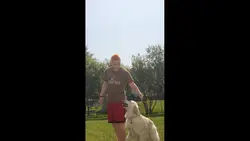 dog trainings