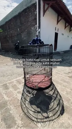 Kicaumania