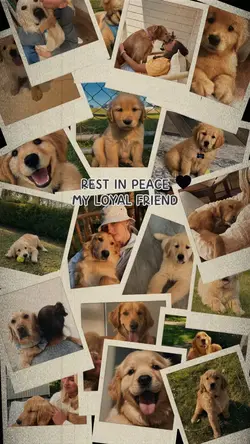 Dog RIP