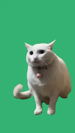 looking cat