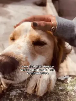 cachorro companheiro