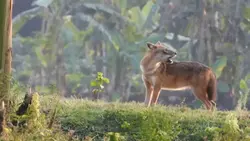 খকান