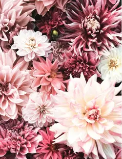 Blumen 