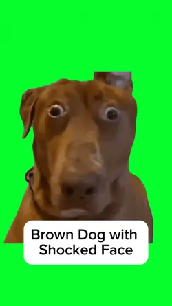 Brown Dog with Shock