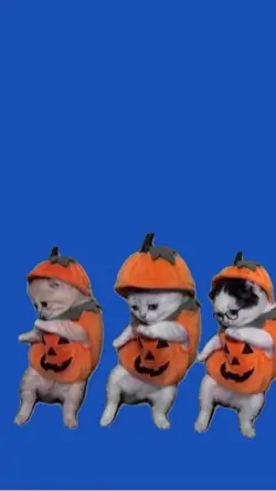 Cat/Gato