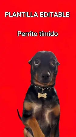 Perrito tímido