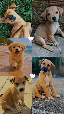 dogs