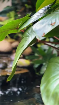 Small Garden & Pool