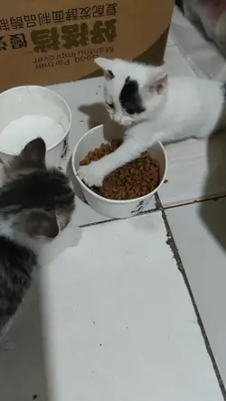Kitten funny video 