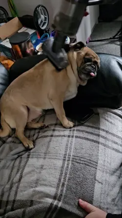 PugLife