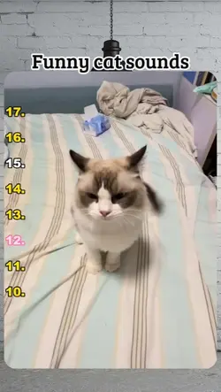 funny cat sounds