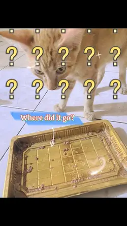 Adopted Elgato 