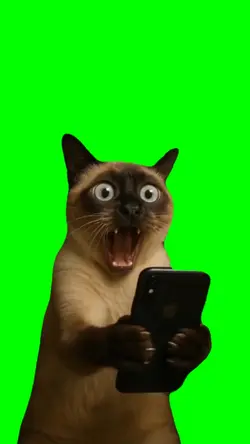 cat screaming 