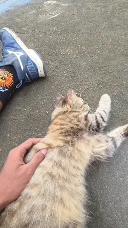 kucing