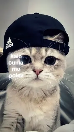 Kalo cuma mo poles
