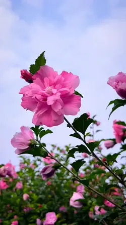 7 Video Flowers 