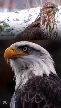askvevatanturkiyem01