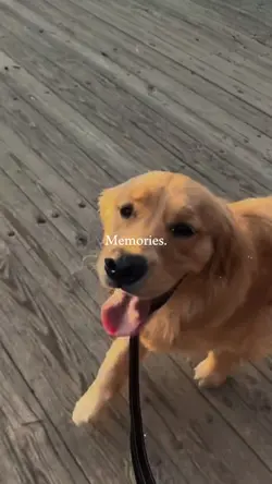 Pets memories
