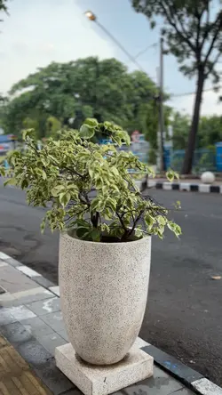 TRANSISI BAYI BERSIN