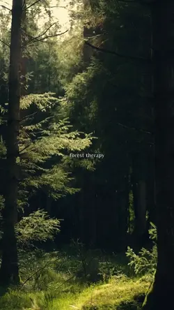 forest therapy