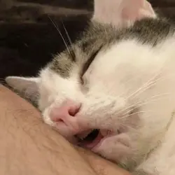 sleep horkkk wibibib