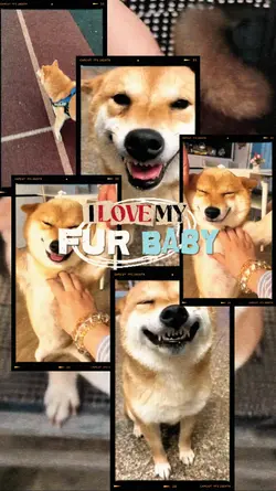 Cute Pet Dump