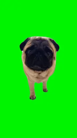 Cute Dog Meme