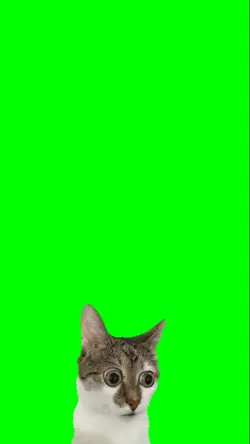 Confused kitten