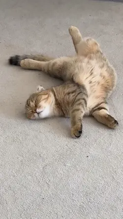 Kucing tidur