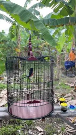 Murai tembakan perku