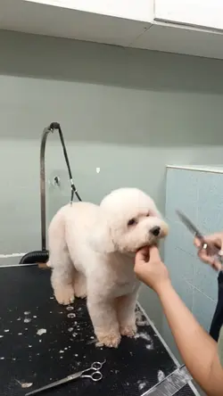 Doggie 