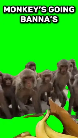 Monkey going banna’s