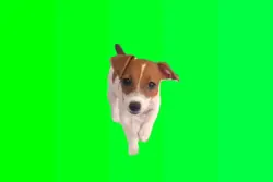 dont move dog funny