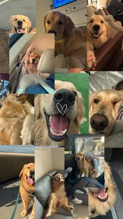 My dog
