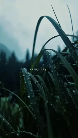rainy day