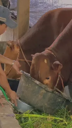 story sapi