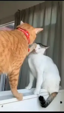 Kucing dinasty