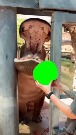hippo eating 