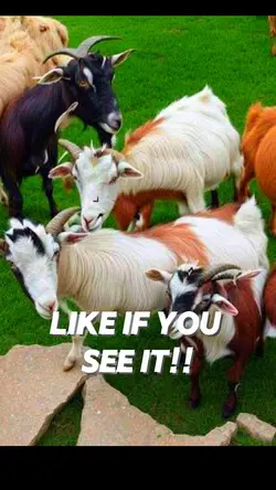 Did You See It??