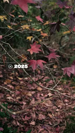 2025 Vs 2026