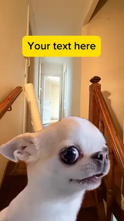 Dog meme 
