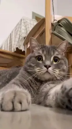 trands on tiktok