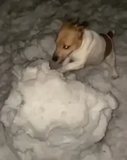 Meme Dog