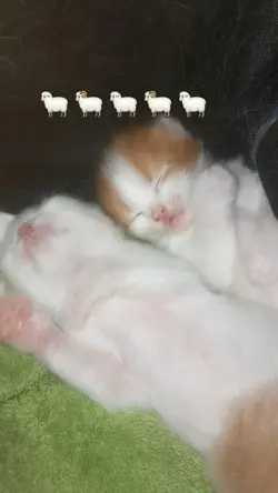 sleepy kittens 