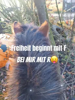 Freiheit 